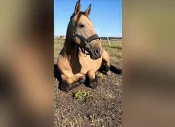 Portugiesisches Sportpferd, Stute, 10 Jahre, 155 cm, Buckskin