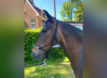 Portugiesisches Sportpferd, Stute, 12 Jahre, 155 cm, Dunkelbrauner