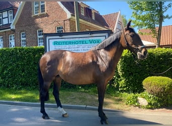 Portugiesisches Sportpferd, Stute, 12 Jahre, 155 cm, Dunkelbrauner