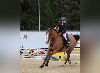 Portugiesisches Sportpferd, Stute, 12 Jahre, 162 cm, Brauner