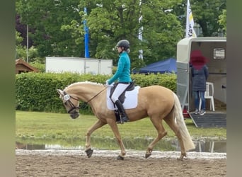 Portugiesisches Sportpferd, Stute, 13 Jahre, 152 cm, Palomino