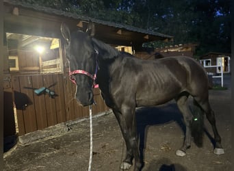 Portugiesisches Sportpferd, Stute, 13 Jahre, 160 cm, Rappe