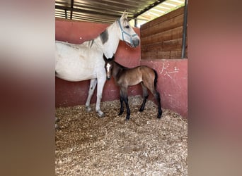 Portugiesisches Sportpferd, Stute, 15 Jahre, 174 cm, Schimmel