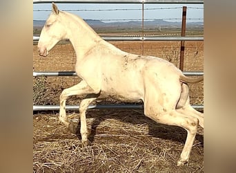 Portugiesisches Sportpferd, Stute, 1 Jahr, 168 cm, Perlino