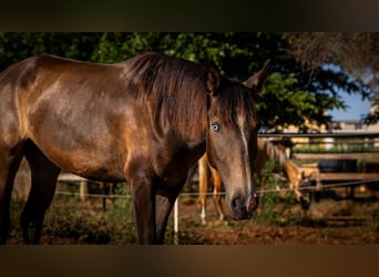Portugiesisches Sportpferd, Stute, 2 Jahre, 158 cm, Buckskin