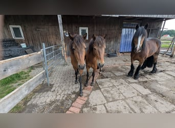 Portugiesisches Sportpferd, Stute, 3 Jahre, 135 cm, Brauner