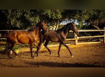 Portugiesisches Sportpferd, Stute, 3 Jahre, 158 cm, Buckskin