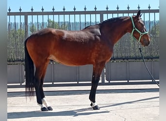 Portugiesisches Sportpferd, Stute, 3 Jahre, 163 cm, Rotbrauner