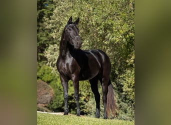 Portugiesisches Sportpferd, Stute, 5 Jahre, 163 cm, Rappe