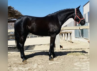 Portugiesisches Sportpferd, Stute, 5 Jahre, 163 cm, Rappe