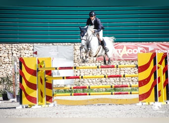 Portugiesisches Sportpferd, Stute, 9 Jahre, 169 cm, Schimmel