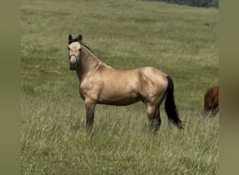 Portugiesisches Sportpferd, Wallach, 10 Jahre, 160 cm, Falbe