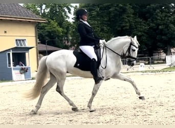 Portugiesisches Sportpferd, Wallach, 10 Jahre, 160 cm, Schimmel