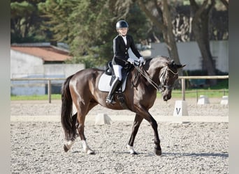 Portugiesisches Sportpferd, Wallach, 11 Jahre, 171 cm