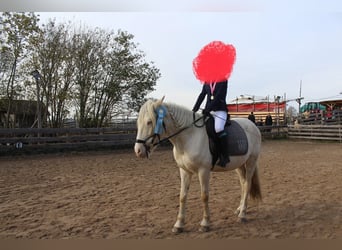 Portugiesisches Sportpferd, Wallach, 12 Jahre, 152 cm, Cremello