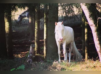 Portugiesisches Sportpferd, Wallach, 12 Jahre, 152 cm, Cremello