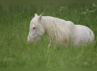 Portugiesisches Sportpferd, Wallach, 12 Jahre, 152 cm, Cremello