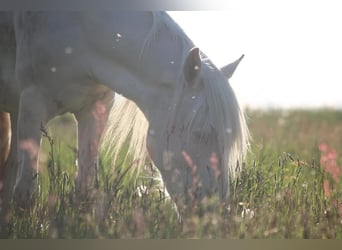 Portugiesisches Sportpferd, Wallach, 12 Jahre, 152 cm, Cremello