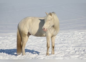 Portugiesisches Sportpferd, Wallach, 12 Jahre, 152 cm, Cremello