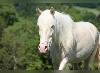 Portugiesisches Sportpferd, Wallach, 12 Jahre, 152 cm, Cremello