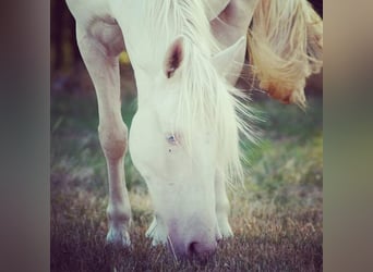 Portugiesisches Sportpferd, Wallach, 12 Jahre, 152 cm, Cremello