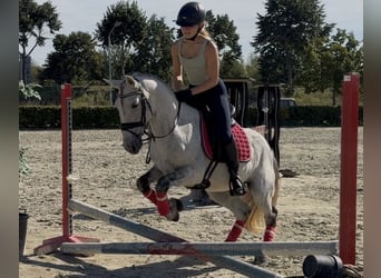 Portugiesisches Sportpferd Mix, Wallach, 13 Jahre, 149 cm, Apfelschimmel