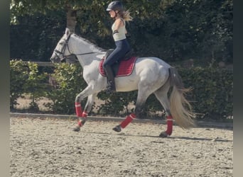 Portugiesisches Sportpferd Mix, Wallach, 13 Jahre, 149 cm, Apfelschimmel