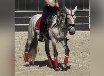 Portugiesisches Sportpferd Mix, Wallach, 13 Jahre, 149 cm, Apfelschimmel