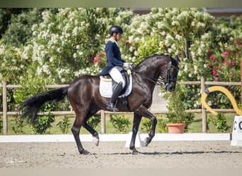 Portugiesisches Sportpferd, Wallach, 14 Jahre, 167 cm, Rappe
