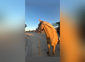 Portugiesisches Sportpferd, Wallach, 14 Jahre, Pearl