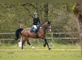 Portugiesisches Sportpferd, Wallach, 17 Jahre, 167 cm, Brauner