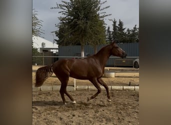 Portugiesisches Sportpferd, Wallach, 2 Jahre, 161 cm