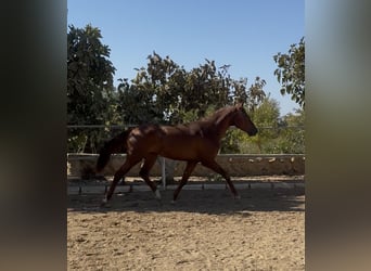 Portugiesisches Sportpferd, Wallach, 2 Jahre, 161 cm