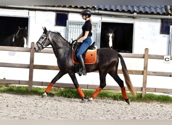 Portugiesisches Sportpferd, Wallach, 4 Jahre, 149 cm, Kann Schimmel werden