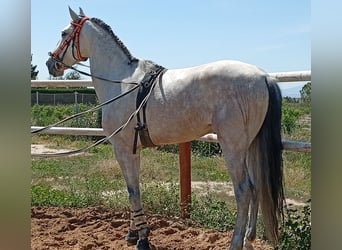 Portugiesisches Sportpferd, Wallach, 4 Jahre, 165 cm, Schimmel