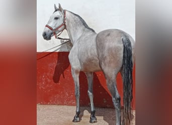 Portugiesisches Sportpferd, Wallach, 4 Jahre, 165 cm, Schimmel
