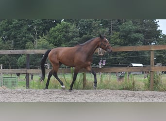Portugiesisches Sportpferd, Wallach, 5 Jahre, 162 cm, Brauner