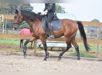 Portugiesisches Sportpferd, Wallach, 5 Jahre, 162 cm, Brauner