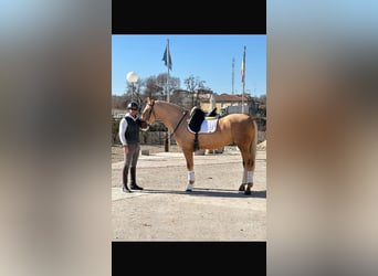 Portugiesisches Sportpferd, Wallach, 5 Jahre, 168 cm, Palomino