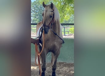 Portugiesisches Sportpferd, Wallach, 5 Jahre, 168 cm, Palomino