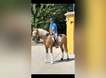 Portugiesisches Sportpferd, Wallach, 5 Jahre, 168 cm, Palomino