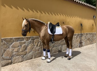 Portugiesisches Sportpferd, Wallach, 5 Jahre, 168 cm, Palomino