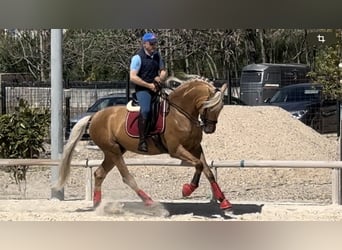 Portugiesisches Sportpferd, Wallach, 5 Jahre, 168 cm, Palomino