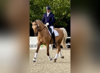 Portugiesisches Sportpferd, Wallach, 5 Jahre, 168 cm, Palomino