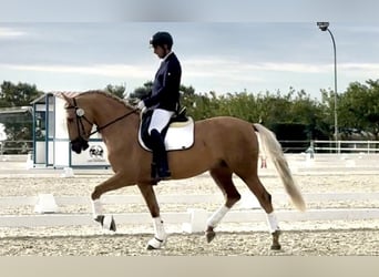 Portugiesisches Sportpferd, Wallach, 5 Jahre, 168 cm, Palomino