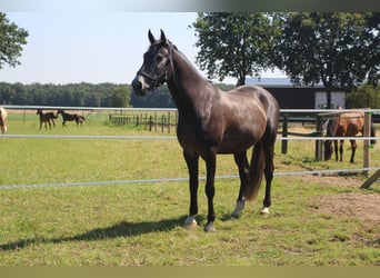 Portugiesisches Sportpferd, Wallach, 7 Jahre, 162 cm, Rappschimmel