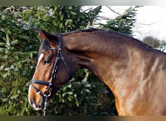 Portugiesisches Sportpferd, Wallach, 7 Jahre, 165 cm, Rotbrauner