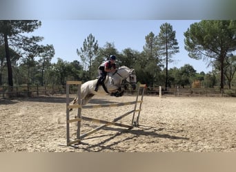 Portugiesisches Sportpferd, Wallach, 8 Jahre, 163 cm, Rotbrauner