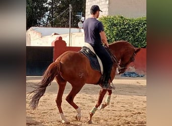 Portugiesisches Sportpferd, Wallach, 8 Jahre, Rotfuchs