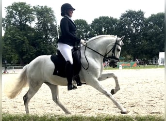 Portugisisk sporthäst, Valack, 10 år, 160 cm, Grå